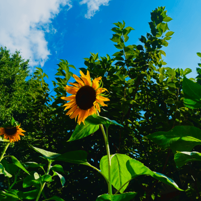 真夏のJewel ジャケット